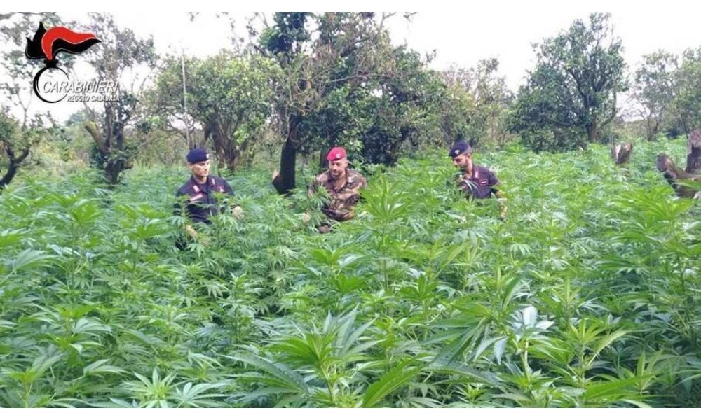 Droga: Cc sequestrano 13 milioni di dosi