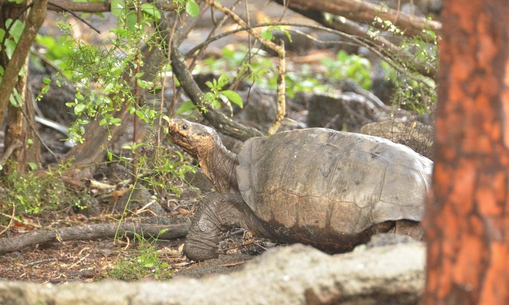 Eruzione alle Galapagos, fauna a rischio