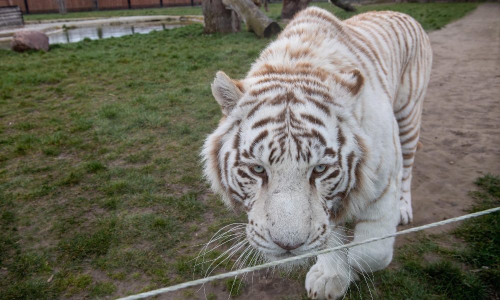 Eutanasia per Sherkan,la tigre bianca sconfitta dall’artrosi