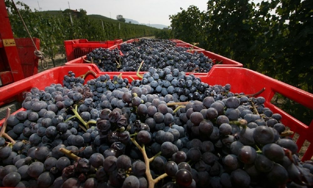 Falsi Sassicaia e Chianti, Nas stronca traffici Italia-Cina