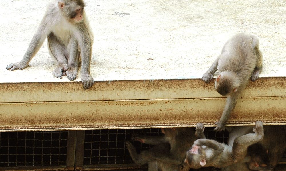 Fiamme in zoo tedesco, strage di scimmie