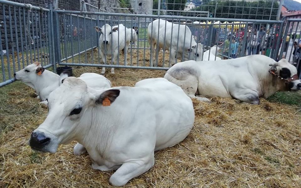 Fiera di Sant’Abbondio in centro storico: l’idea piace ai comaschi