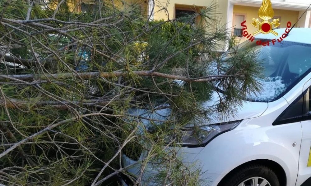 Forte vento a Potenza, caduto un albero