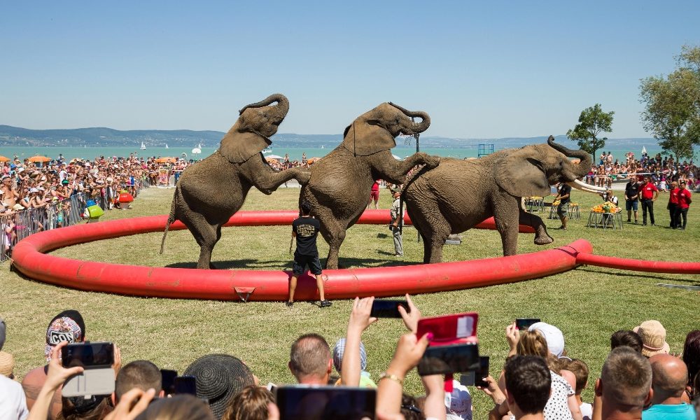 Francia: via animali selvaggi dai circhi entro 5 anni