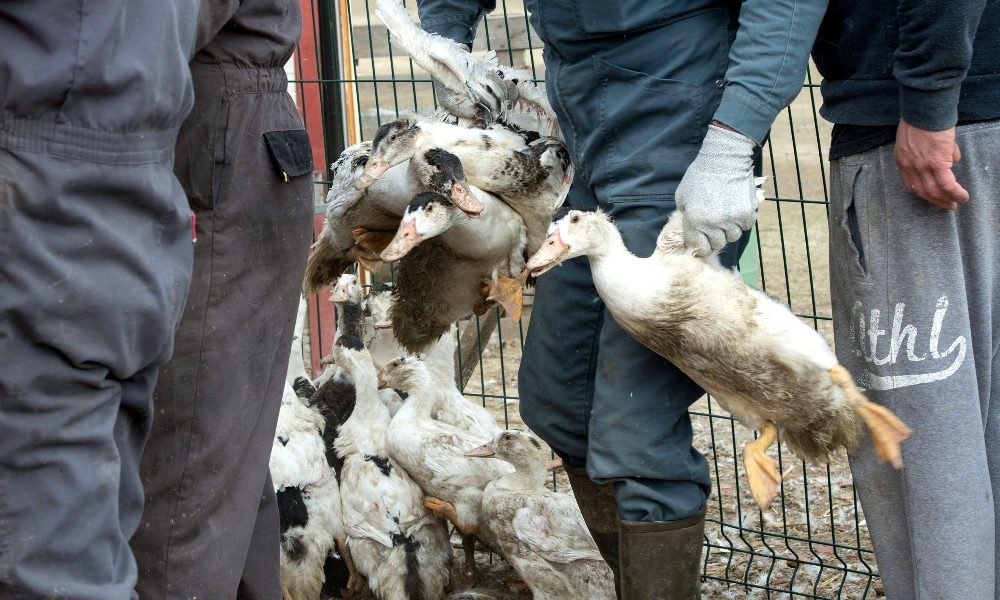 Francia:influenza aviaria,verso nuovi abbattimenti di anatre