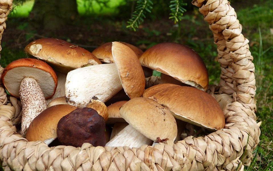 Funghi raccolti, fino a novembre  controlli gratis garantiti da Ats Insubria