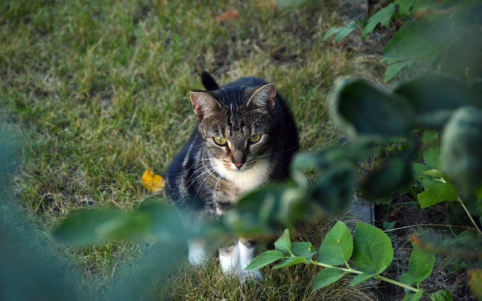 Come gestire una colonia felina, un corso con Ats Insubria