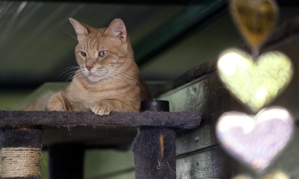Gatto con virus morde padrona, indagini