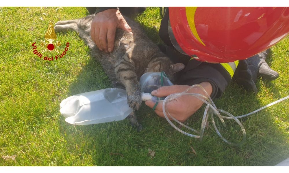 Gatto intossicato da rogo, salvato con ossigeno da pompieri