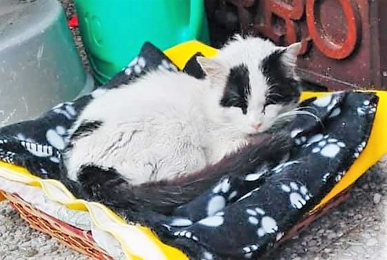 Colletta in un condominio di Turate per salvare un gatto randagio: ma il micio non ce l’ha fatta