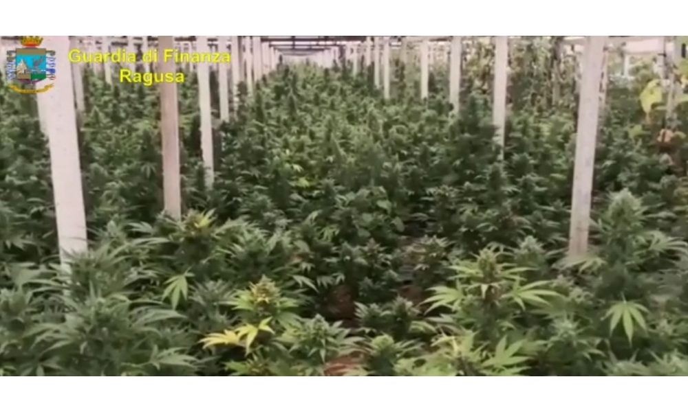 Gdf sequestra marijuana per 25 mln euro