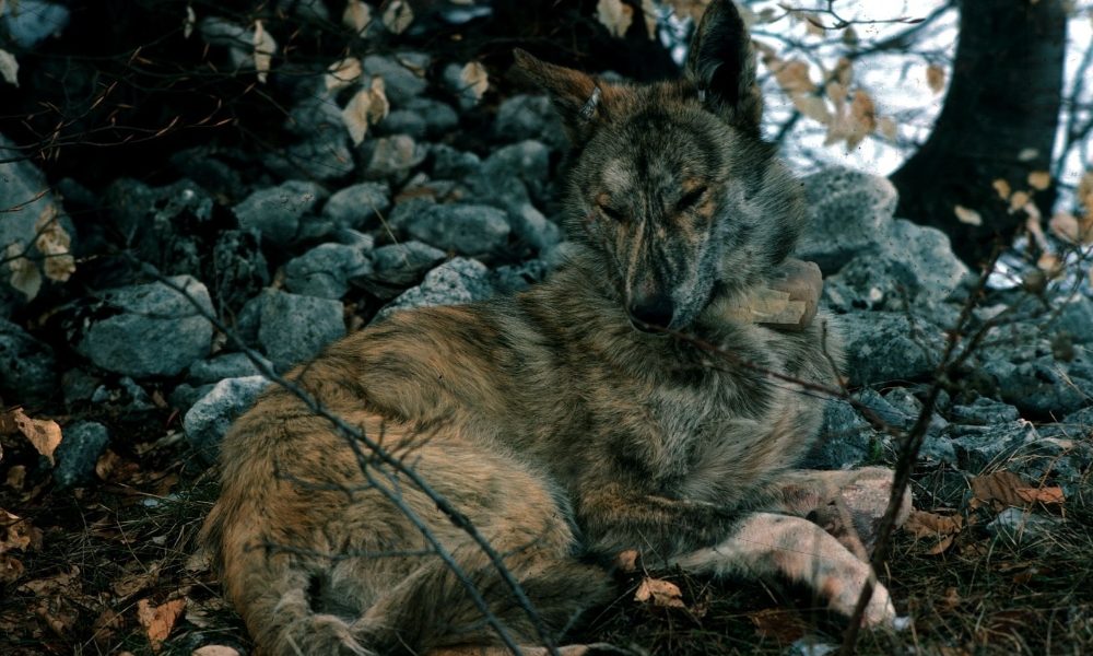 Germania: più facile abbattere i lupi