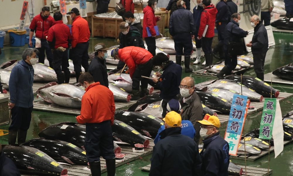 Giappone: Tokyo, a prima asta tonni prezzi giù del 10%