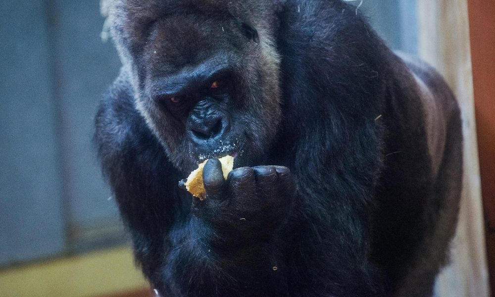 Gorilla attacca una guardiana allo zoo di Madrid, è grave