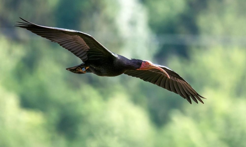 Ibis eremita morto su Appennino Parma