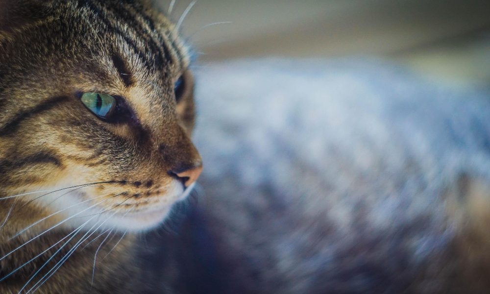 Imprevedibili danni gatto in autostrada