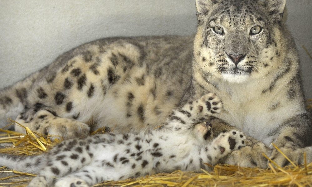 In Etiopia contrabbando di baby leopardi