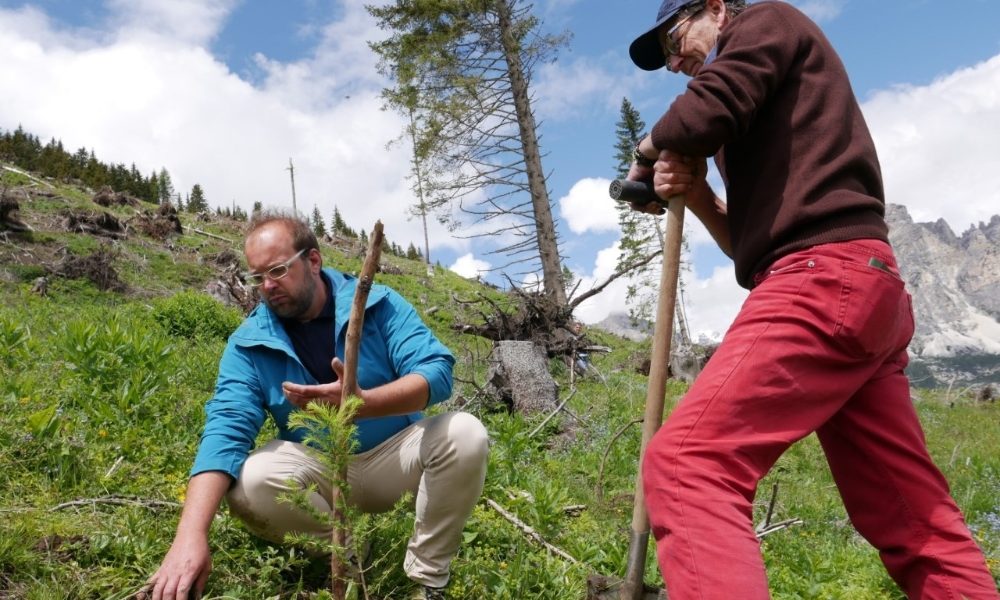 In val Badia rinasce un bosco ‘adottato’