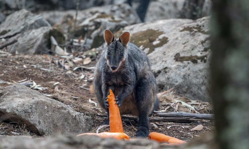 Incendi Australia,in pericolo 113 specie