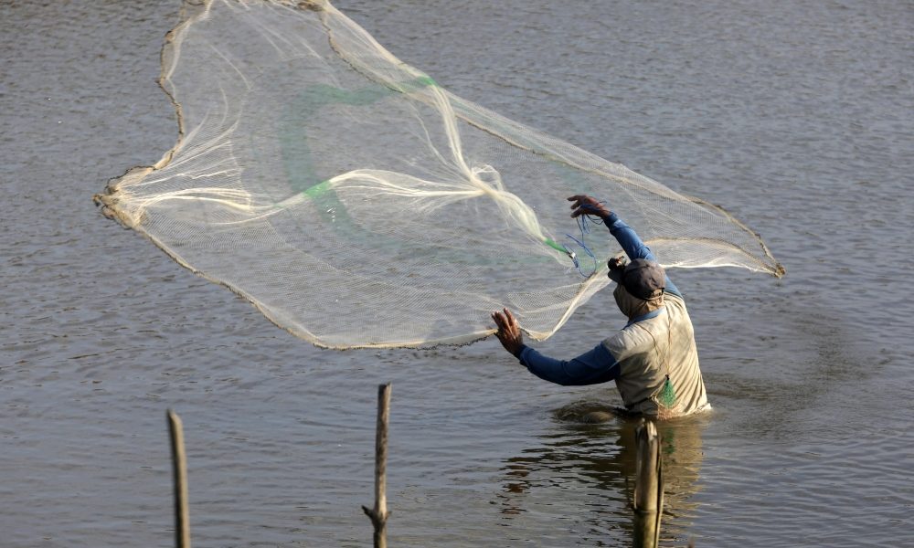 India: ecologisti in guerra contro allevamenti gamberetti