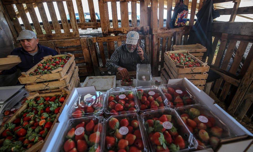Israele blocca export palestinese