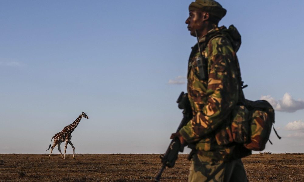 Kenya:ultima giraffa bianca munita di Gps contro bracconieri