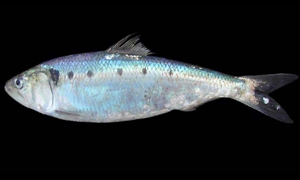 La Regione chiede una deroga sulla pesca al Coregone Lavarello