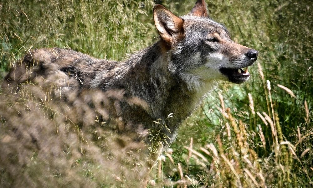 Lupo avvistato di notte alle porte di Verona