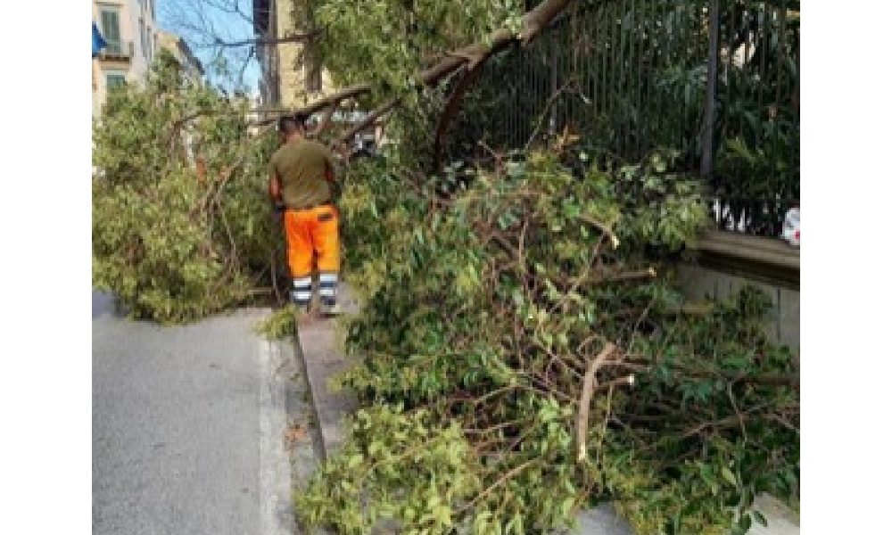 Maltempo: cade albero in liceo a Livorno