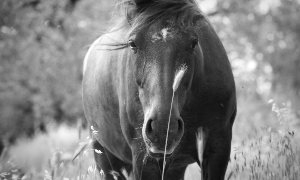 Morte “Re Furio”: imputati, non siamo nemici degli animali