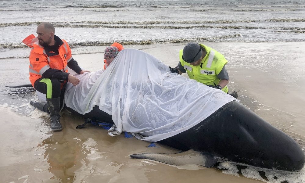 Morte 380 delle balene spiaggiate in Tasmania