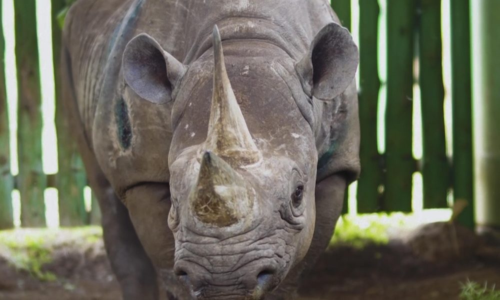 Morto rinoceronte più vecchio del mondo