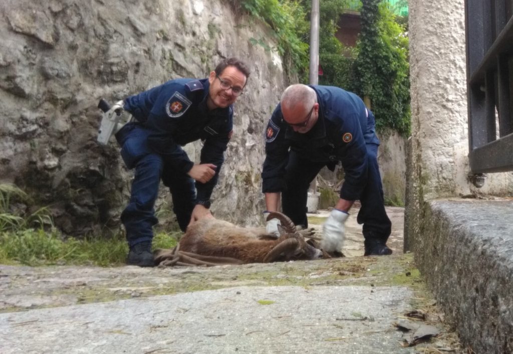Catturato un muflone alla scuola primaria di via Brambilla