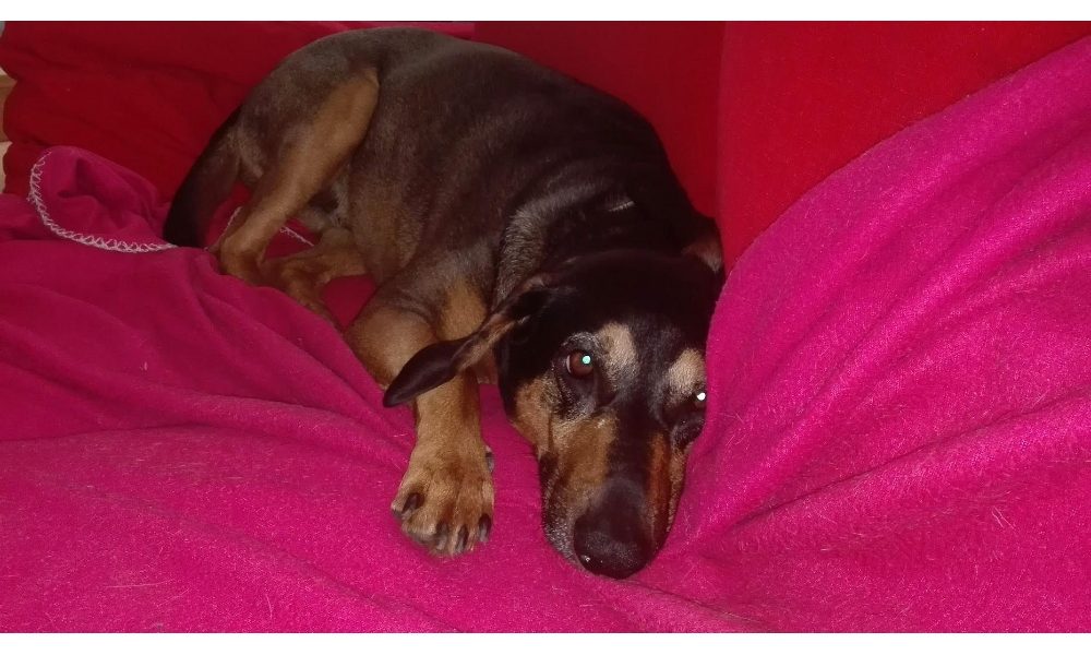 Muore in casa,cane lo veglia per 8 giorni
