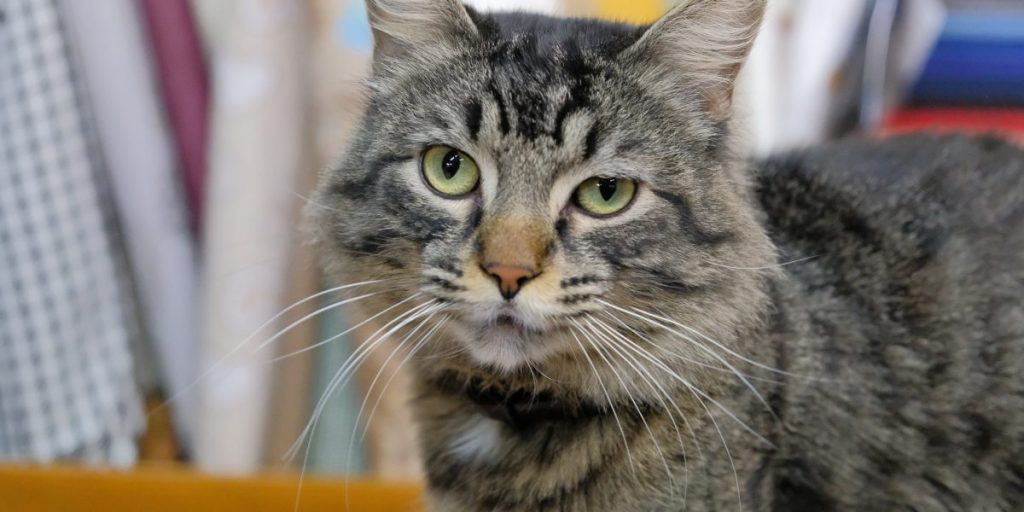 Microchip obbligatorio anche per i gatti dal 1° gennaio, ma soltanto per i felini appena nati o acquistati