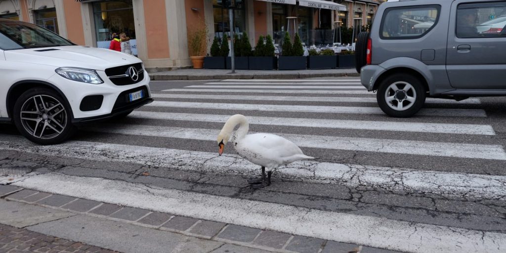 Il filmato: un cigno attraversa la strada in piazza Cavour e si concede una pausa in mezzo alle strisce pedonali