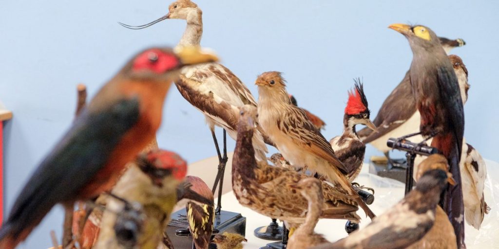 Museo di storia naturale  al Volta. Quel tesoro che non ti aspetti