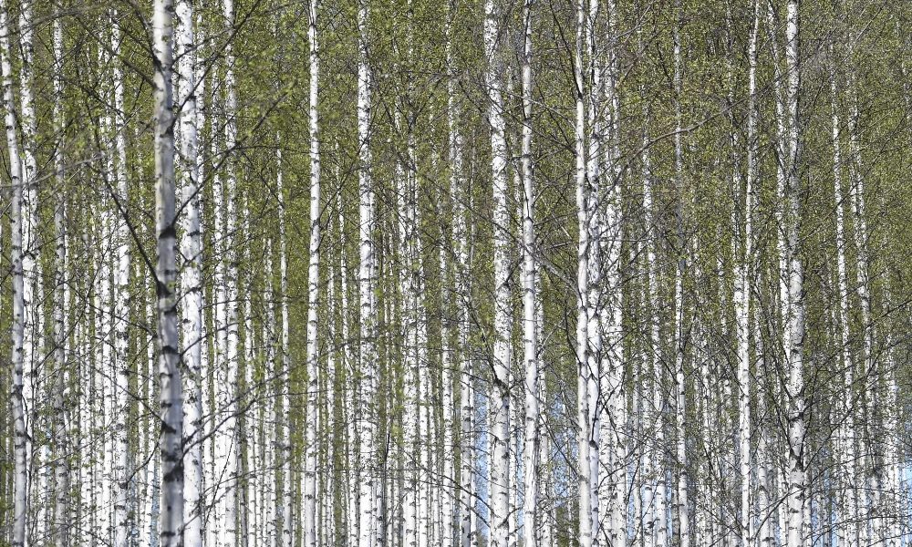 Ocse: 30.000 mld di asset per la finanza green
