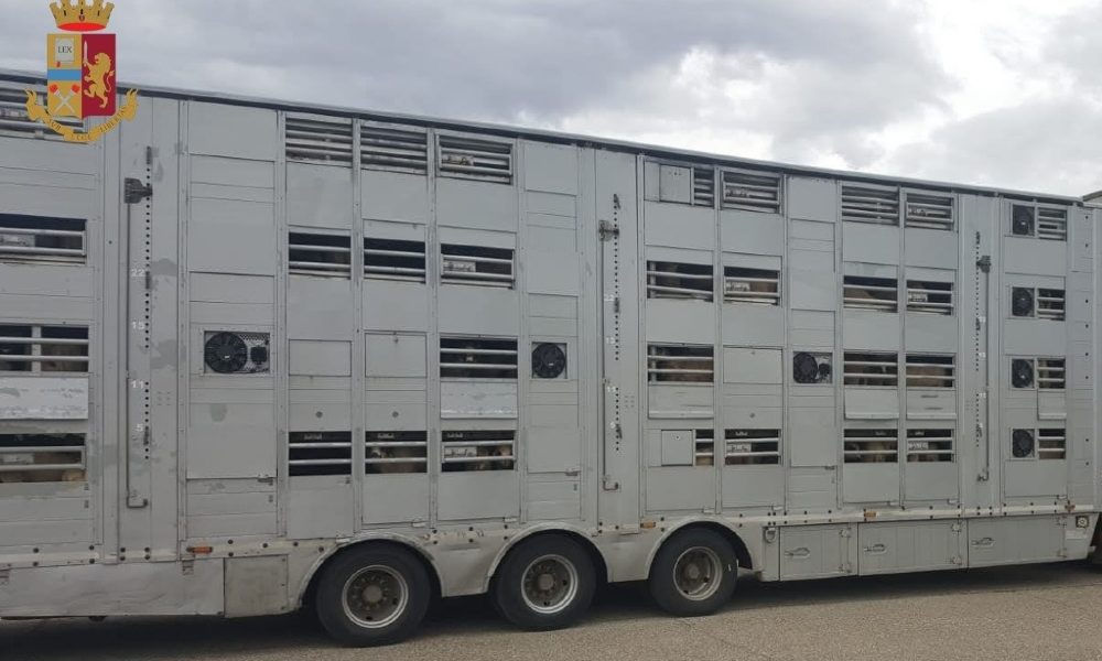 Oltre 500 capre stipate su tir, sequestrati mezzo e animali