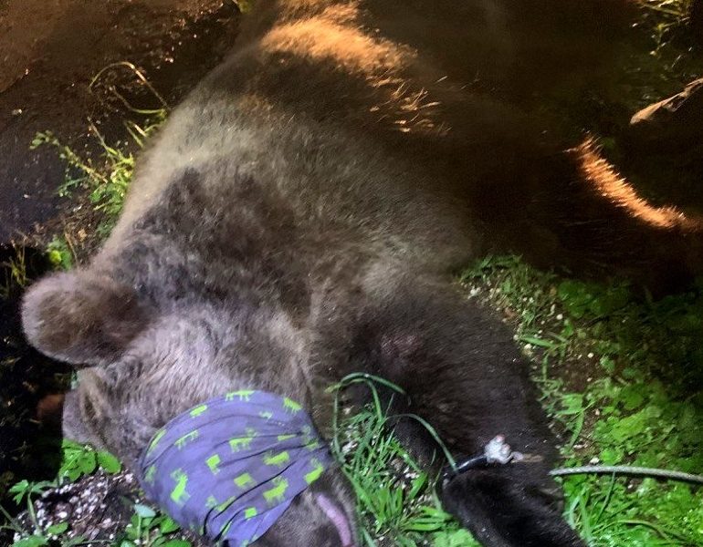 Orso aggredisce carabiniere, catturato