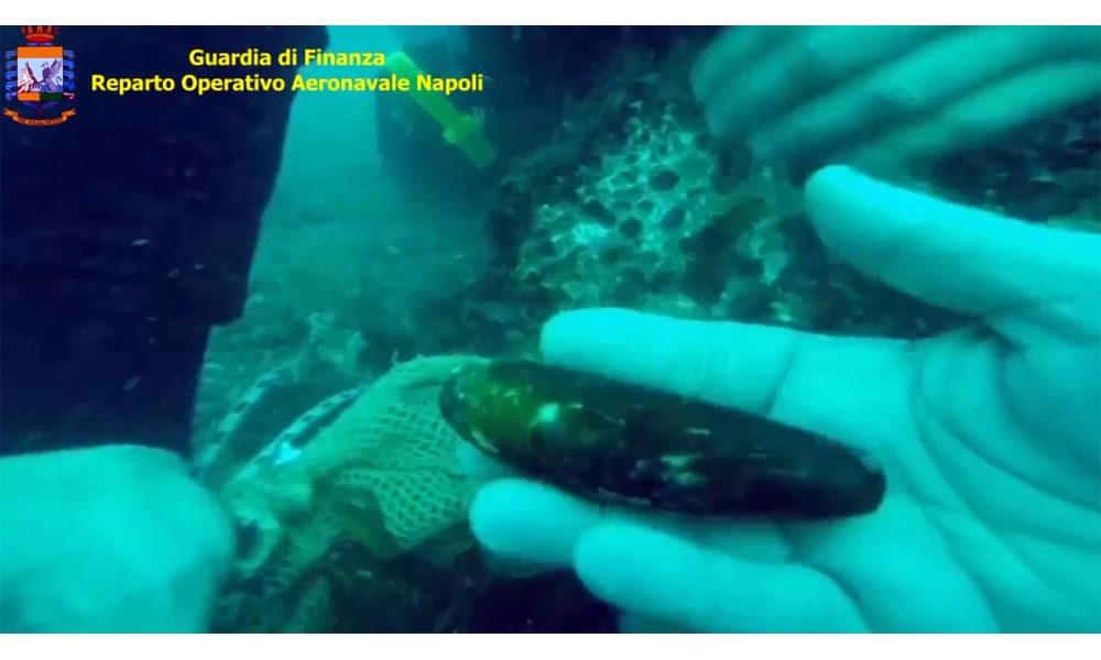 Pesca abusiva datteri di mare: Marevivo, bene procura Napoli