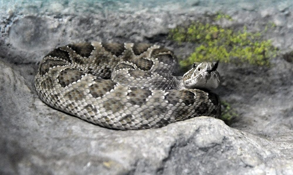 Repubblica Ceca: serpente a sonagli morde bimba in giardino