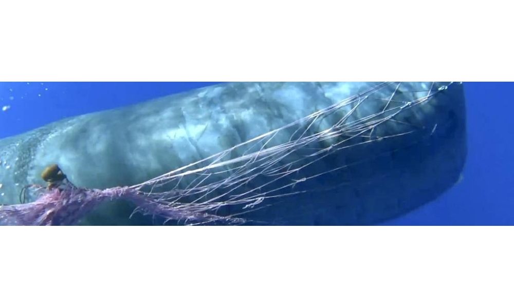 Ricompare alle Eolie capodoglio Furia, ma ancora impigliato