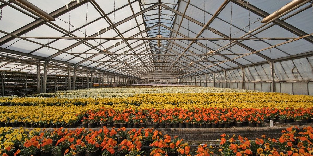 «Floricoltura lariana, la situazione è drammatica»