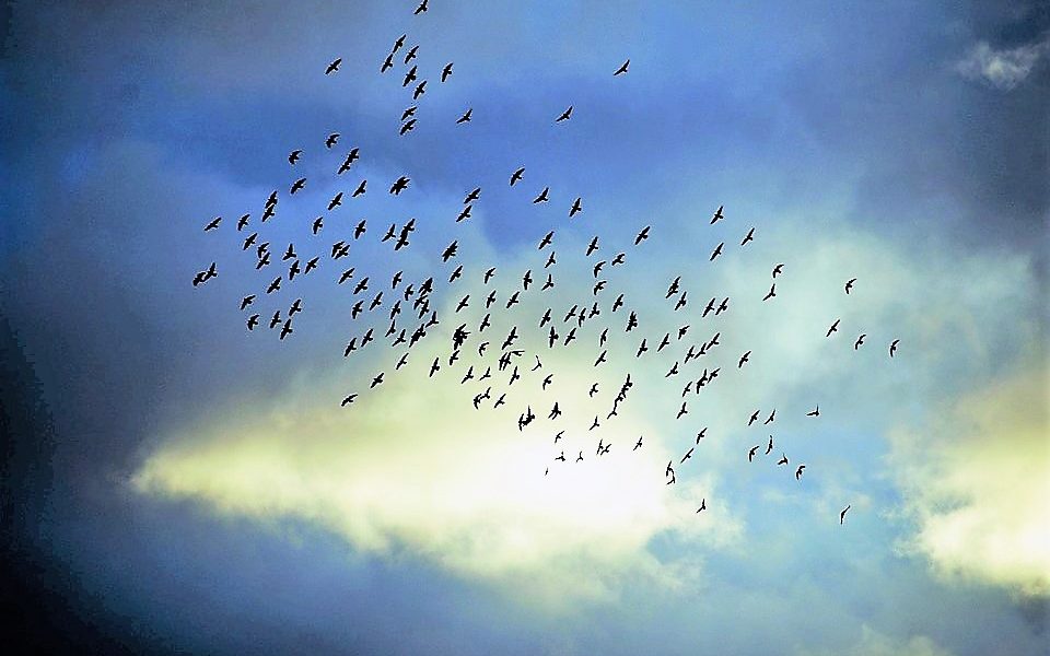 Migliaia di uccelli in volo in formazione su Como, spettacolo nei cieli della città