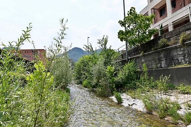 Abbandono del Cosia, invaso dal verde. Le condizioni del fiume richiedono un intervento urgente