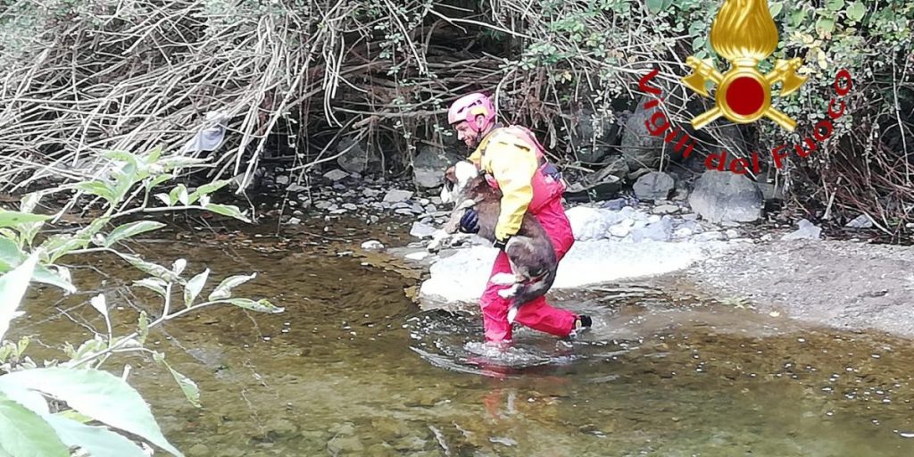 Cane in difficoltà nel Lambro: soccorso dai vigili del fuoco di Asso
