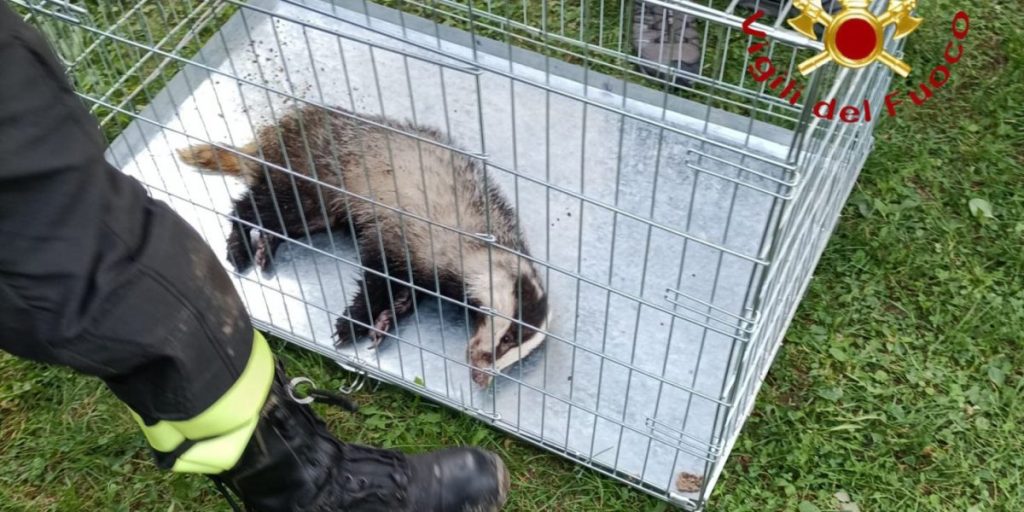 Laino: tasso imprigionato in un condotto salvato dai vigili del fuoco