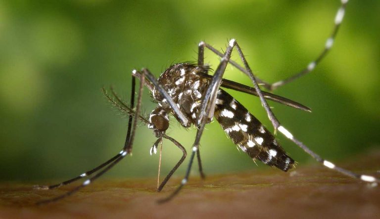 Chikungunya
