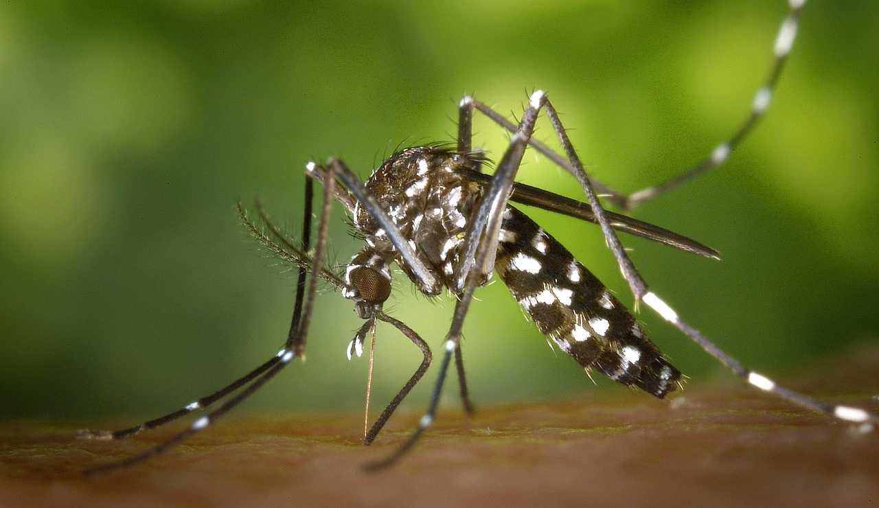 Caso di virus “Chikungunya” di cosa si tratta e perché si è deciso di effettuare un’altra bonifica